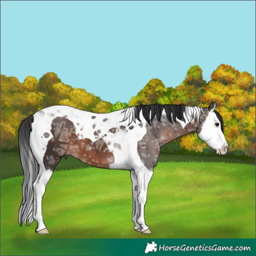 Horse Color:Brown Ice Splash Tobiano