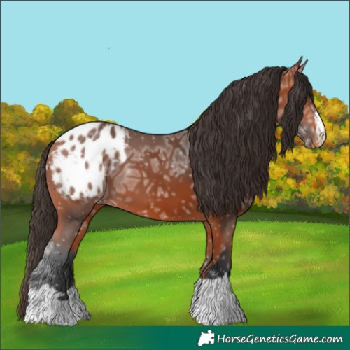 Horse Color:Bay Ice Appaloosa 
