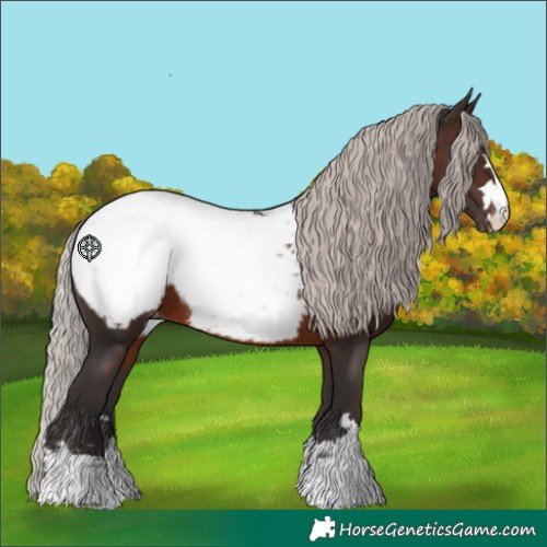 Horse Color:Silver Brown Appaloosa 