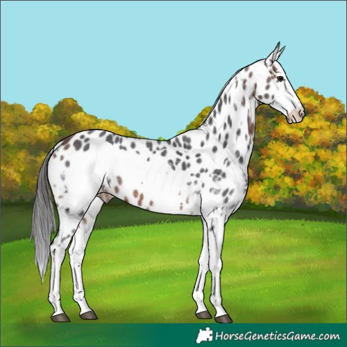 Horse Color:Bay Sabino Splash Leopard  and Bay Sabino Splash Frame Leopard 