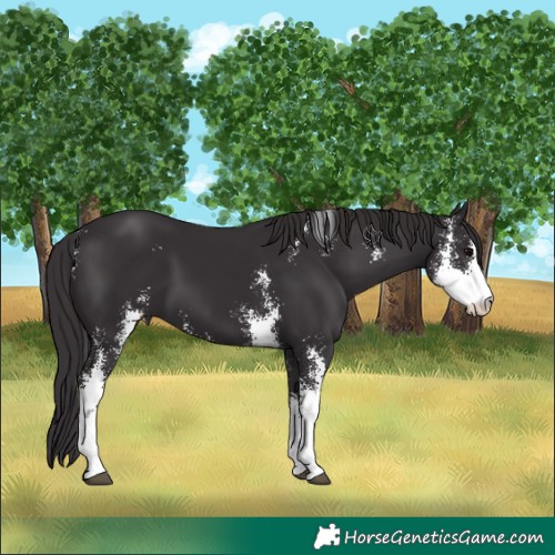 Horse Color:Smoky Black Sabino