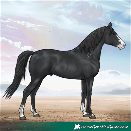 Horse Color:Black Sabino
