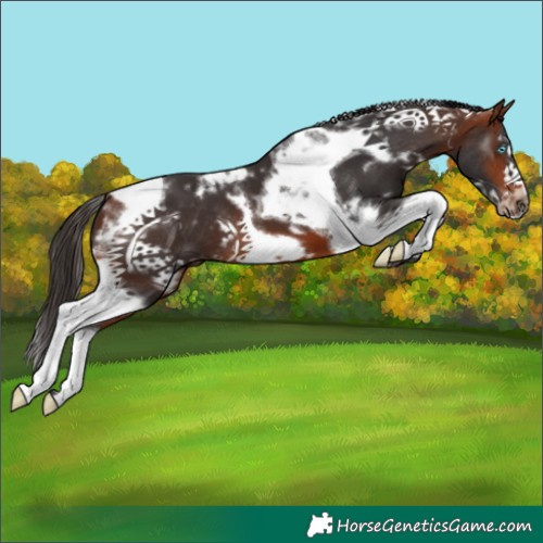 Horse Color:White Spotted Bay Tobiano Frame 