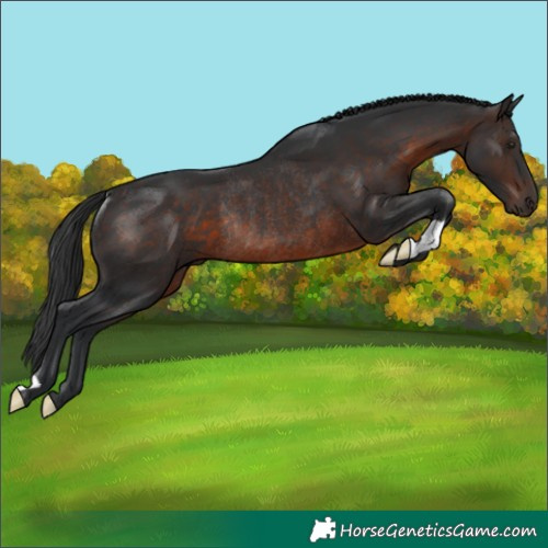 Horse Color:Brown Rabicano
