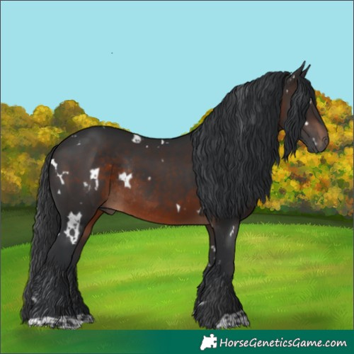 Horse Color:White Spotted Brown Rabicano