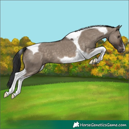 Horse Color:Brown Dun Tobiano Appaloosa 