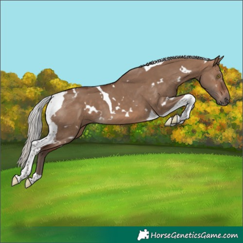 Horse Color:White Spotted Silver Brown Dun Tobiano 