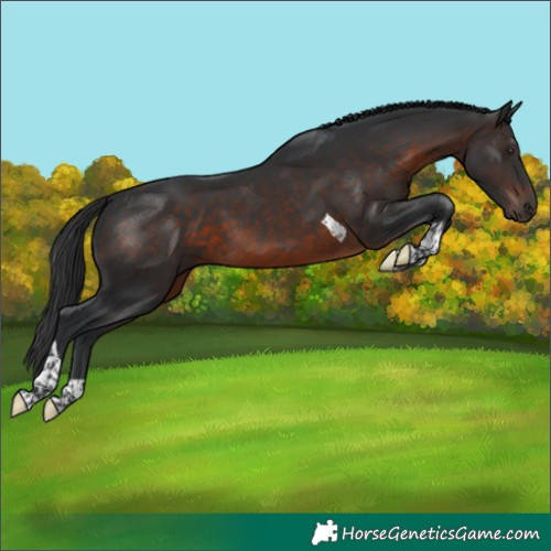 Horse Color:Brown Tobiano