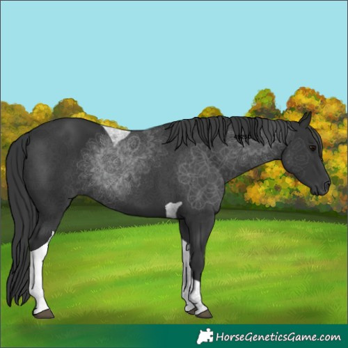 Horse Color:Black Tobiano 