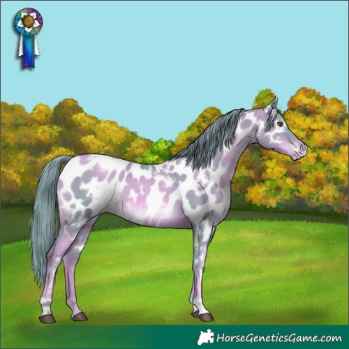Horse Color:Watercolor White Spotted Liver Chestnut Pearl Appaloosa