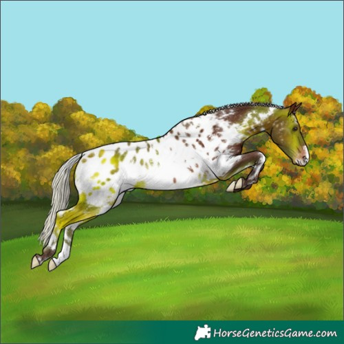 Horse Color:White Spotted Silver Brown Near Leopard Rabicano