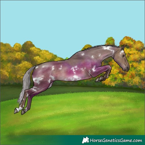 Horse Color:White Spotted Silver Grullo 