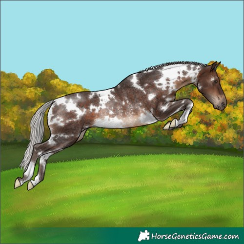 Horse Color:White Spotted Silver Brown Rabicano