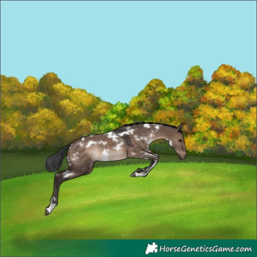 Horse Color:White Spotted Brown Dun Rabicano 