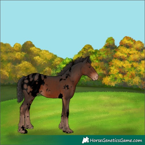Horse Color:Void White Spotted Liver Chestnut Appaloosa