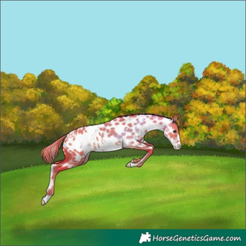 Horse Color:Watercolor White Spotted Liver Red Dun Frame Appaloosa 