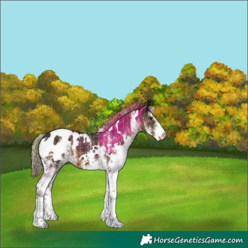 Horse Color:Plaid  White Spotted Liver Chestnut Appaloosa 