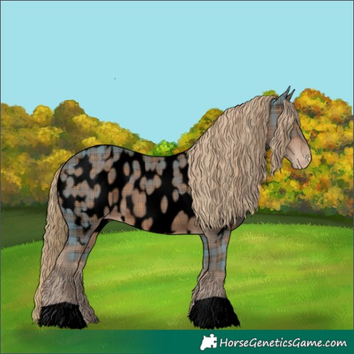 Horse Color:Void Plaid Liver Chestnut Appaloosa