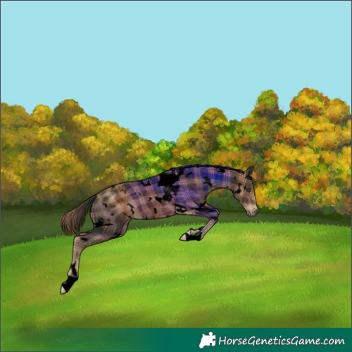Horse Color:Void Plaid  White Spotted Liver Chestnut Rabicano 