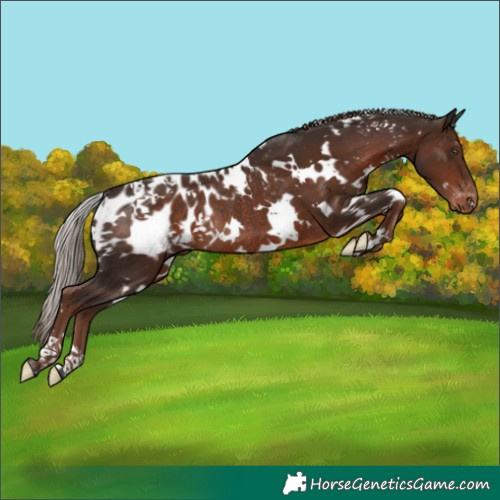 Horse Color:White Spotted Liver Chestnut Appaloosa Rabicano 