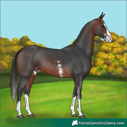Horse Color:Bay Sabino Splash Varnish  and Bay Sabino Splash Varnish 