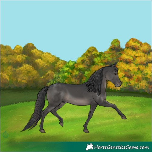 Horse Color:Black Sabino 