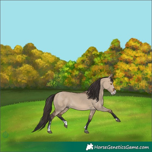 Horse Color:Brown Dun Sabino Rabicano