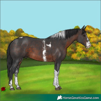 Horse Color:Brown Sabino Tobiano 