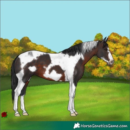 Horse Color:Brown Tobiano Frame