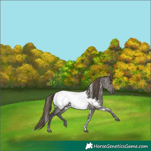Horse Color:White Spotted Smoky Grullo Appaloosa 