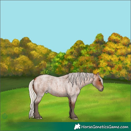 Horse Color:Silver Bay Roan