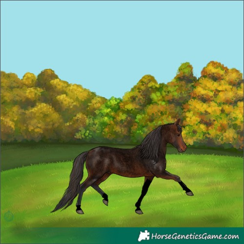 Horse Color:Void Bay Roan Tobiano