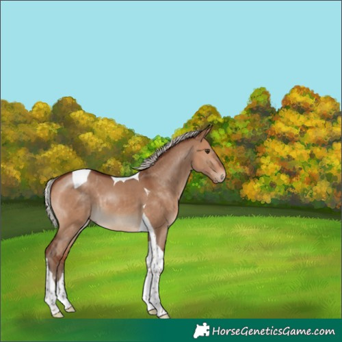 Horse Color:Silver Bay Dun Tobiano 