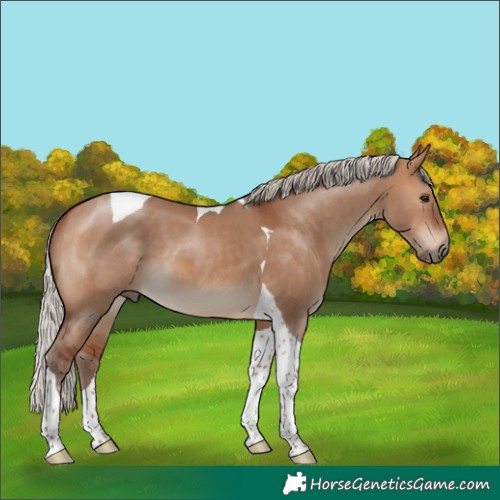 Horse Color:Silver Bay Dun Tobiano
