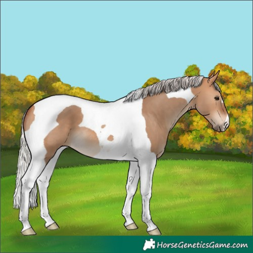 Horse Color:Silver Bay Dun Tobiano 