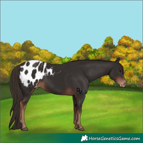 Horse Color:Liver Chestnut Blanket 