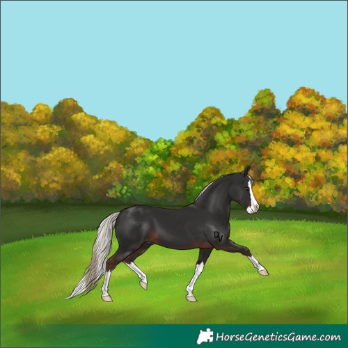Horse Color:Liver Chestnut Splash