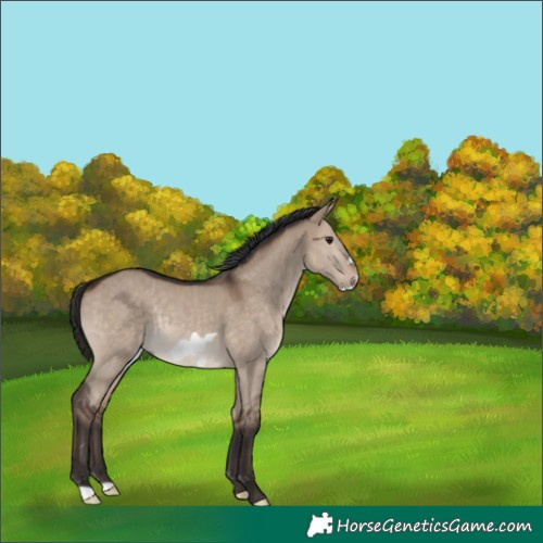 Horse Color:Brown Dun Frame Rabicano 
