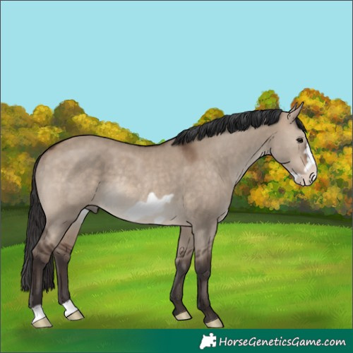 Horse Color:Brown Dun Frame Rabicano