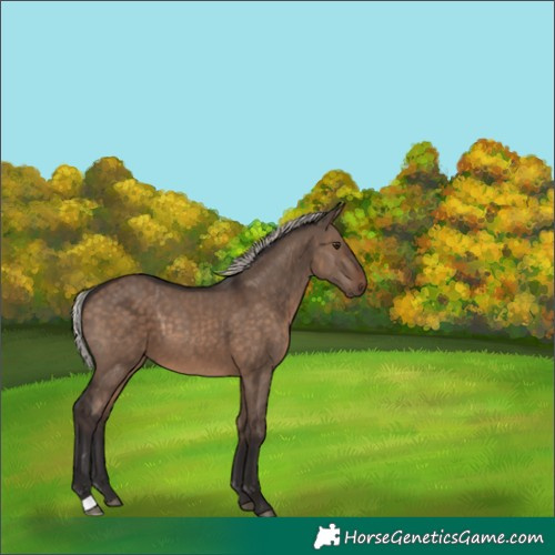 Horse Color:Silver Brown Dun 