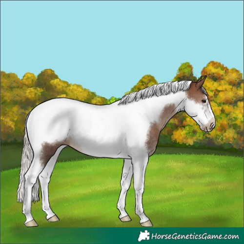 Horse Color:Silver Brown Tobiano Frame Rabicano