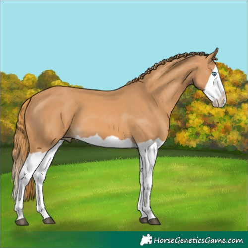 Horse Color:Chestnut Splash 