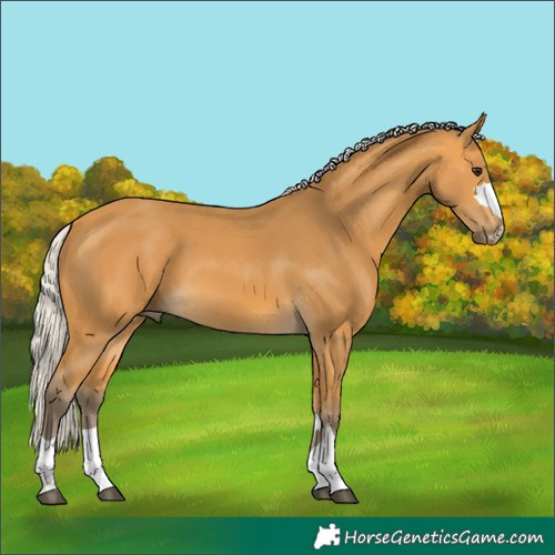 Horse Color:Silver Buckskin 