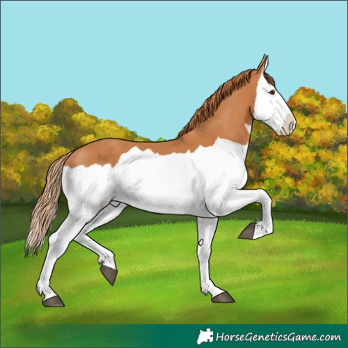 Horse Color:Chestnut Splash 