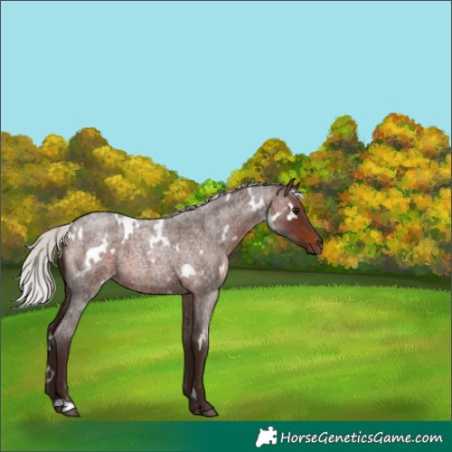 Horse Color:White Spotted Silver Brown Roan 