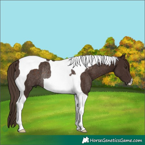 Horse Color:Liver Chestnut Tobiano Rabicano 