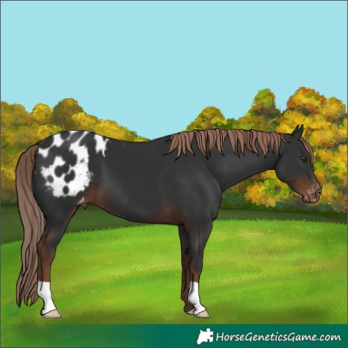 Horse Color:Liver Chestnut Appaloosa 