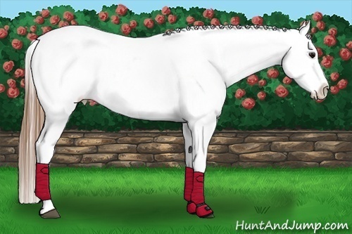 Horse Color:Grullo Pearl Varnish Rabicano
