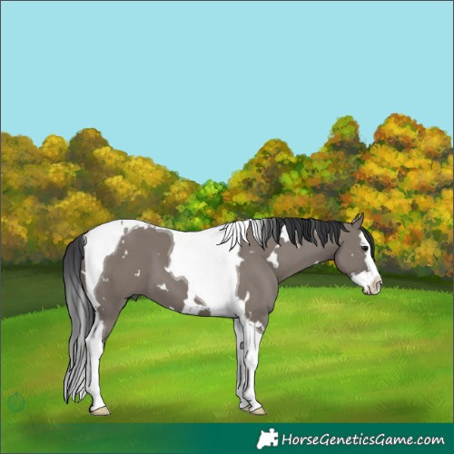 Horse Color:White Spotted Grullo Splash Tobiano 