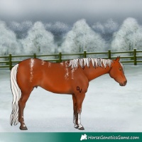 Horse Color:Powder White Silver Bay Rabicano 